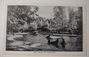 Sea Lions St louis Zoo 1947 Vintage Unposted Swimming And Diving Missouri Park