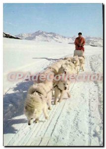 Postcard Modern Hitch From Northern sled dogs