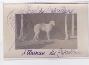 St-CYPRIEN : carte photo chenil du domaine des capeillans dressage chiens dom...