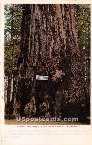 Giant Big Tree - Santa Cruz, CA