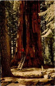 California - Room Tree - Sequoia National Park - [CA-619]