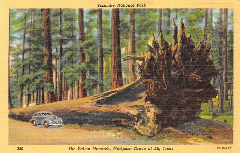 Yosemite National Park California 1940s Postcard Fallen Monarch Mariposa Grove