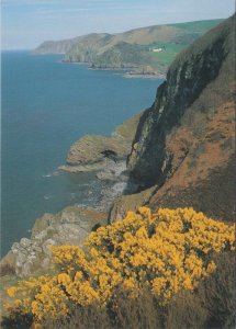 Devon Postcard - Cliffs at Martinhoe, Exmoor National Park RR17978