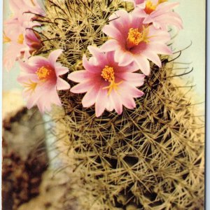 c1960s Southwest US Desert Fishhook Cactus Flower Selithco Chrome PC AZ Vtg A296