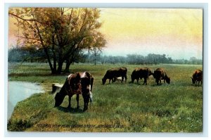 c1910 Pastoral View Spring Brook Janesville Wisconsin WI Cows Rotograph Postcard 