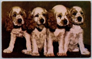 Vtg Cocker Spaniel Hunting Dog Puppies Unused Postcard