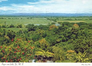 VINTAGE CONTINENTAL SIZE POSTCARD SUGAR CANE FIELDS JAMAICA