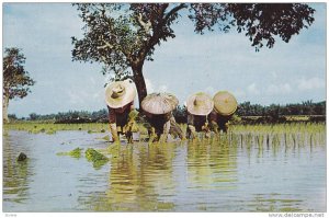 Philippine Workers Working the Field, Flooded Rice Field, Rice Planting, Phil...