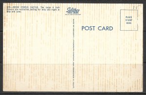 US - Nocturnal Moon Cactus - (MX-037)