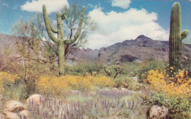 Arizona Desert In Full Color Giant Saguaro Cactus Palo Verde and Desert Wild ...