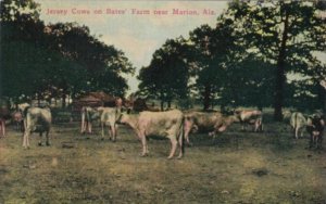 Alabama Marion Jersey Cows On Bates' Farm