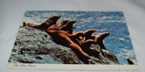 Sea Lion Caves Oregon Postcard Smith Western Inc. Ct-1580 Dexter Press