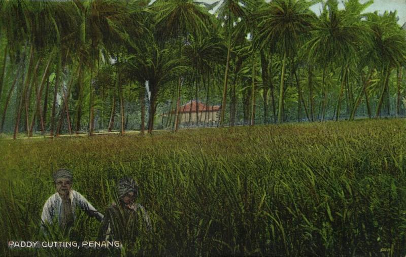 malay malaysia, PENANG, Paddy Cutting (1910s) Postcard 