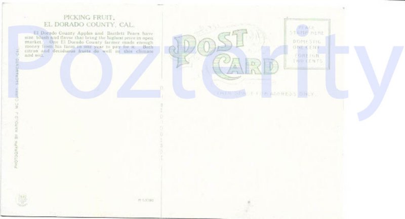 PICKING FRUIT IN EL DORADO COUNTY CAL