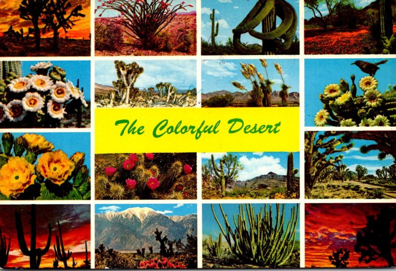 Cactus The Colorful Desert Multi View 1984