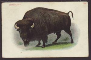 Buffalo,Buffalo,NY Postcard 