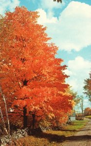 Scenic View Fall Foliage Tree Glistening Gold Along The Country Road Postcard