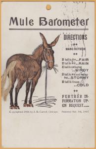 Mule Barometer, Copyright 1906, J.B. Carroll, Chicago - 1907