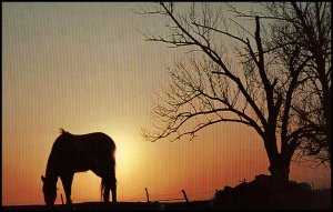 USA Post card - Horse (A time for peace), unused