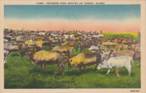 Alaska Reindeer Herd Grazing On Tundra 1947