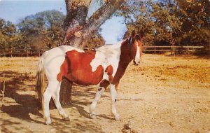 Pinto Pony Horses Unused 