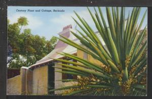 Century Plant and Cottage,Bermuda Postcard 