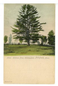 MA - Pittsfield. Holmes Pine, Holmesdale  ca 1905