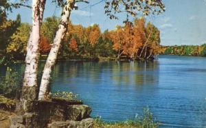 Birch Trees at Fish Creek Campground - Adirondacks, New York - pm 1959