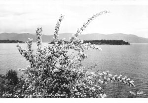 Vintage RPPC Idaho State Flower Postcard by Ross Hall 3.5x5