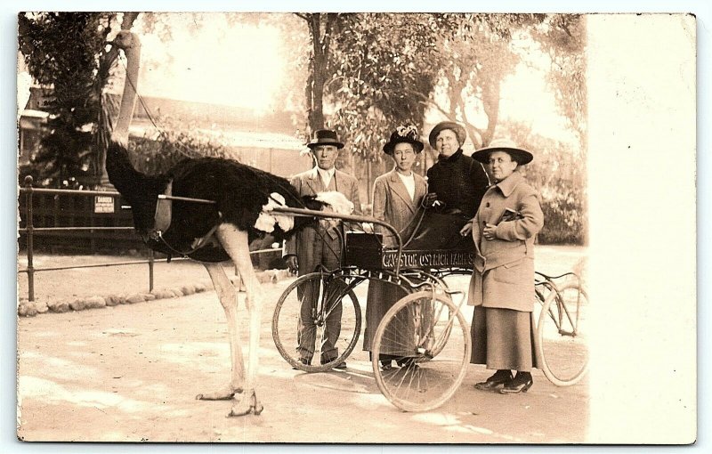 VTG Postcard Real Photo RPPC California Cawstons Ostrich Farm Family Cart B1