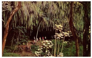 Kauai's Fern Grotto When People Could Walk Inside Hawaii Postcard