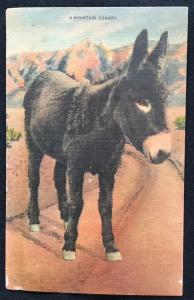 Unused Linen Postcard Romance A Mountain Canary Donkey/Burro LB