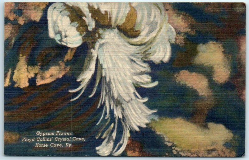 Postcard - Gypsum Flower - Floyd Collins' Crystal Cave - Horse Cave, Kentucky 