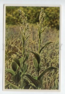 427976 Flower Veratrum album Vintage Sammelwerk Tobacco Card w/ ADVERTISING