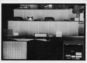 Office Working Cats Real Photo Award Comic Postcard