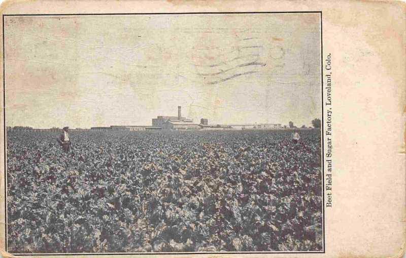 Beet Field Sugar Factory Loveland Colorado 1911 postcard