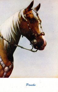 Horses Pancho