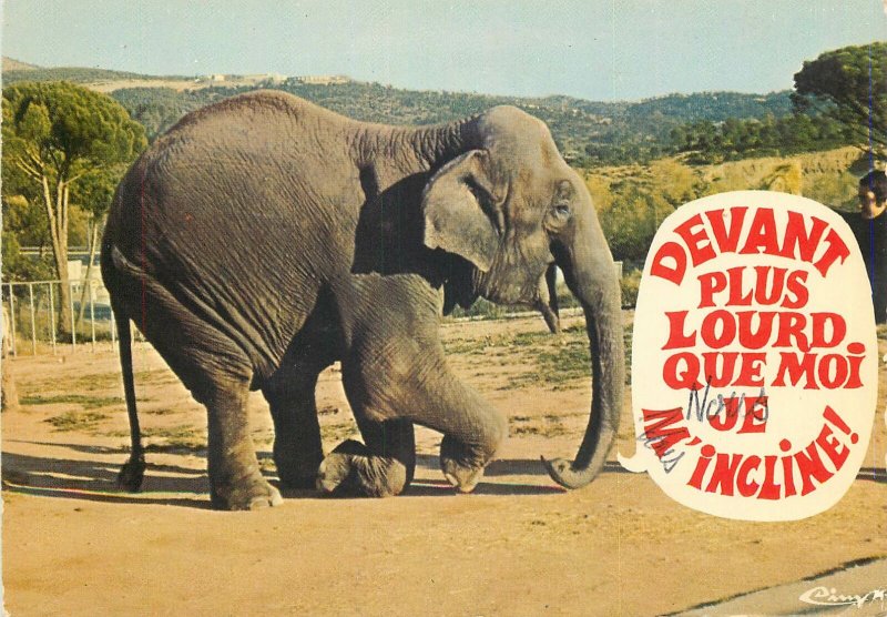 Animal humor funny Postcard Elephant taking a bow