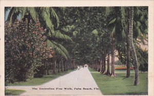 Florida Palm Beach The Australian Pine Walk