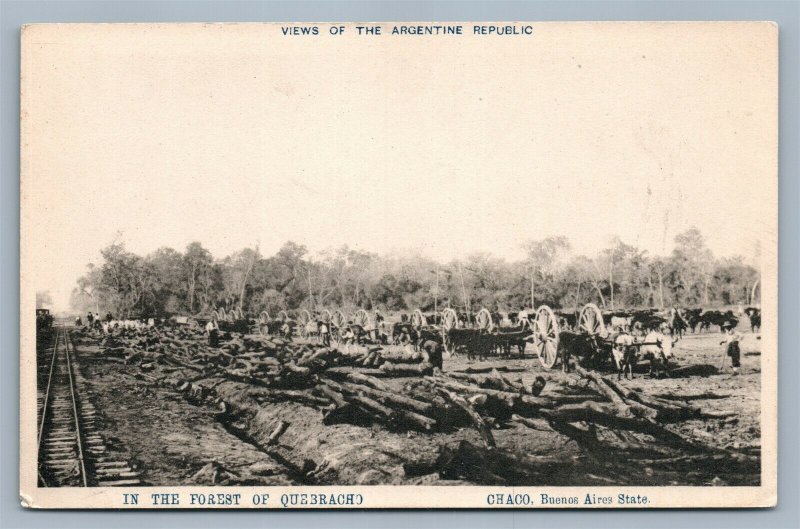 CHACO ARGENTINA FOREST OF QUEBRACHO ANTIQUE POSTCARD