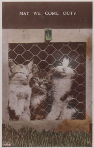 May We Come Out Cats In Cage Antique Cute Real Photo Cat Postcard