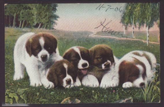 Saint Bernard,Puppies Postcard 