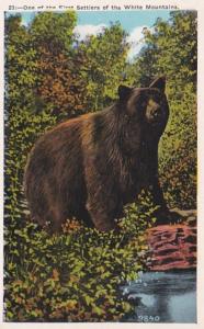 New Hampshire White Mountains Brown Bear One Of Our First Settlers