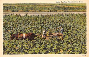 Tobacco Field North Carolina, USA 1941 