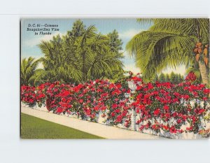 Postcard Crimson Bougainvillea Vine in Florida