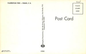 Flamboyan tree Ponce Puerto Rico Postcard