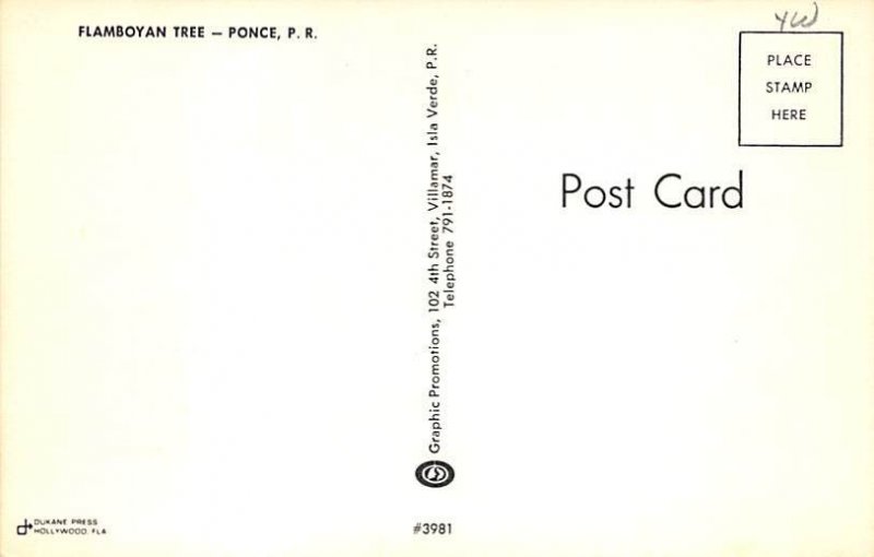 Flamboyan tree Ponce Puerto Rico Postcard