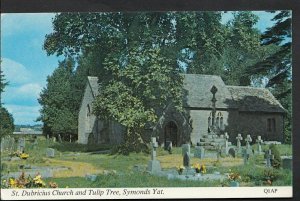 Herefordshire Postcard - St Dubricius Church & Tulip Tree, Symonds Yat  A9029