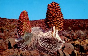 Hawaii Maui Silversword Plant In Bloom 1972