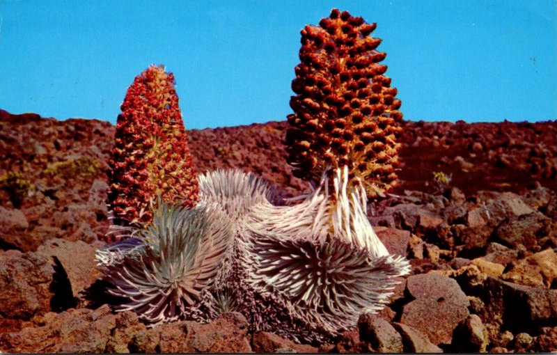 Hawaii Maui Silversword Plant In Bloom 1972